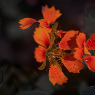 Phoenix Nasturtium