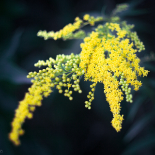 Canadian Goldenrod cluster