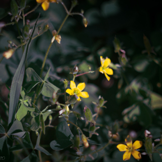 Creeping woodsorrel, oxalis corniculata, sleeping beauty