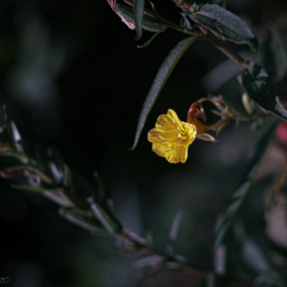 Evening primrose