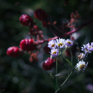 Asters and blackberries