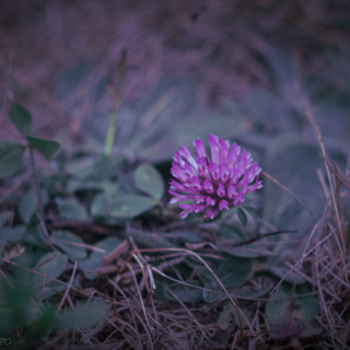 Clover flower