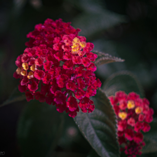 Lantana