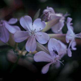 Campion, catchfly, Silene