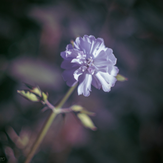 Wild flower found beside the road