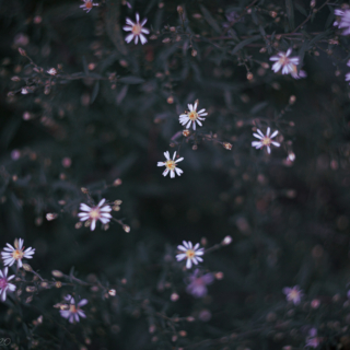 Starry night asters