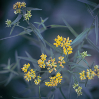 Grass leaved goldenrod