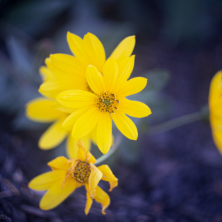 Sunny flower