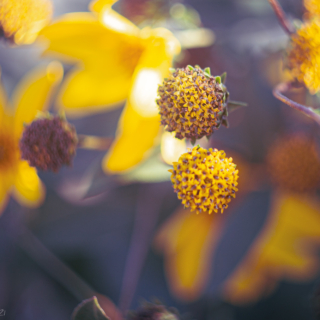 Seeds of the sun