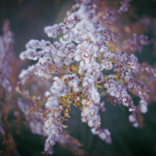 Canadian Goldenrod seeds
