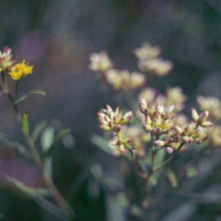 Grass leaved Goldentop