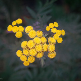 Tansy, Golden Buttons
