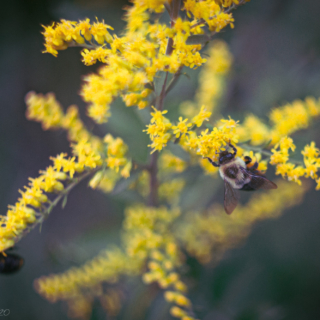 Canadian Goldenrod