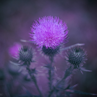 Thistle flower