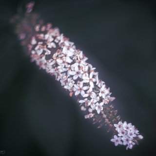 Loosestrife