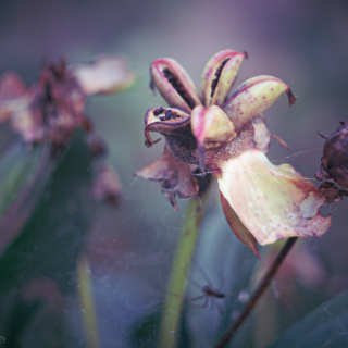 Peony pods