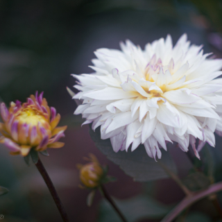 Dahlia