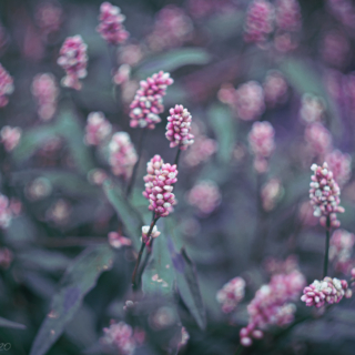 Pale knotweed