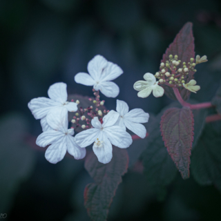 Hydrangea flowers