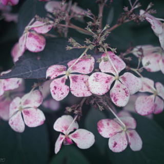 Hydrangea paniculata Siebold