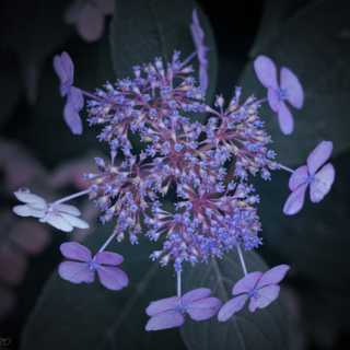 Hydrangea Serrata "Bluebird"