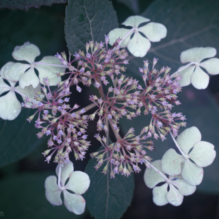 hydrangea arborescens