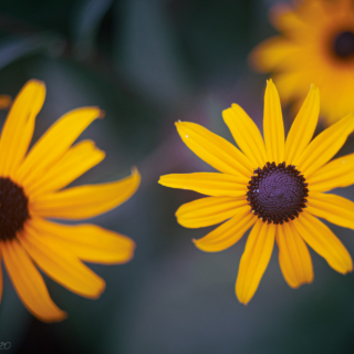 Rudbeckia - Coneflower