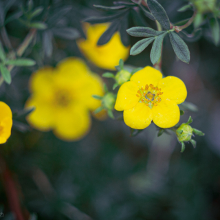 Potentilla Fruticosa - Goldfinger