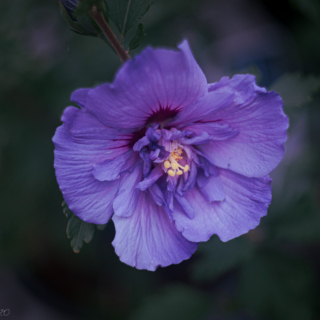Rose of Sharon - Blue Chiffon