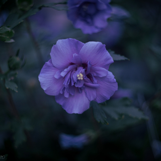 Rose of Sharon