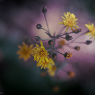 Hawkweed Hieracium