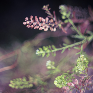 Virginia Pepperweed, Least Pepperwort