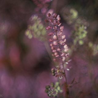 Virginia Pepperweed, Least Pepperwort
