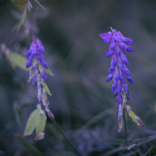 Vetch