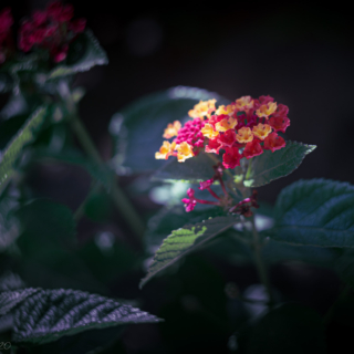 Lantana