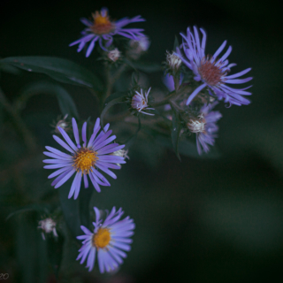 Alpine Aster, Michaelmas Daisy or Aspen Daisy