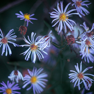 Blue Asters