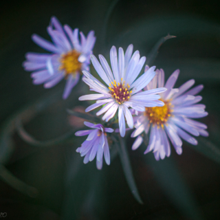 Aster family