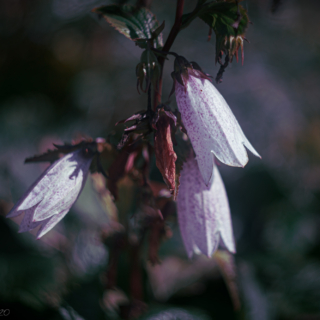 Campanula punctata, spotted bellflower