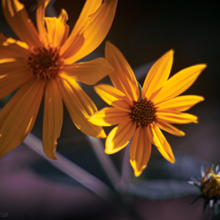 Sunny Helianthus