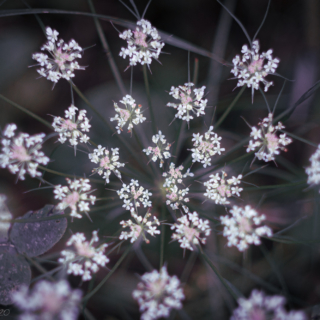 Wild Carrot, Queen&#039;s Anne&#039;s Lace