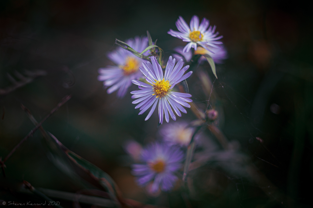 Pale blue asters