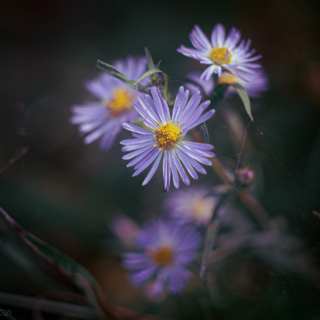 Pale blue asters