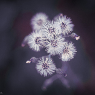 Hieracium seedhead