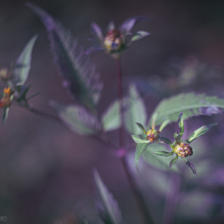 Buds