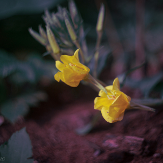 Evening primrose flower