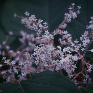 Japanese Knotweed