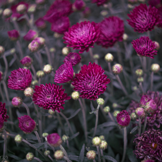 Field of Chrysanthemums