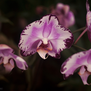 Orchids