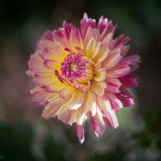 Hawaii Dahlia